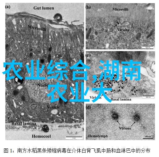 小麦播种关键技术